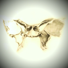 sphenoide